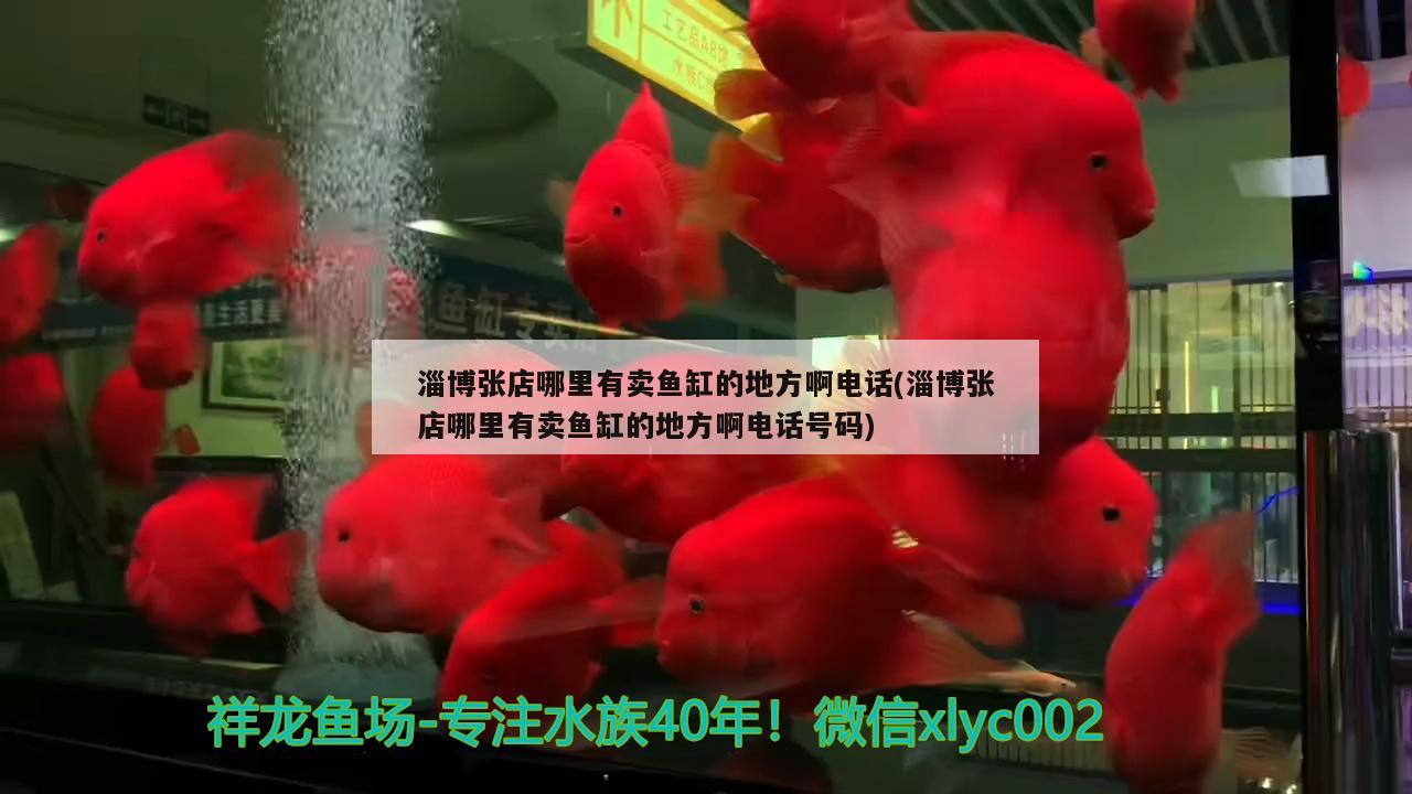 淄博张店哪里有卖鱼缸的地方啊电话(淄博张店哪里有卖鱼缸的地方啊电话号码)
