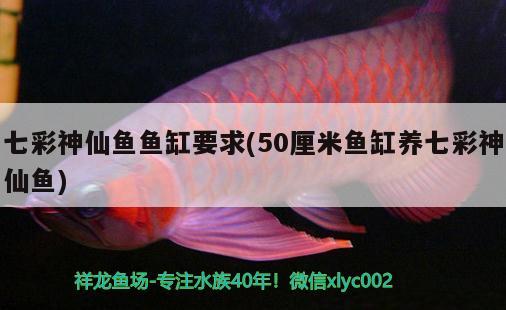 七彩神仙鱼鱼缸要求(50厘米鱼缸养七彩神仙鱼) 七彩神仙鱼