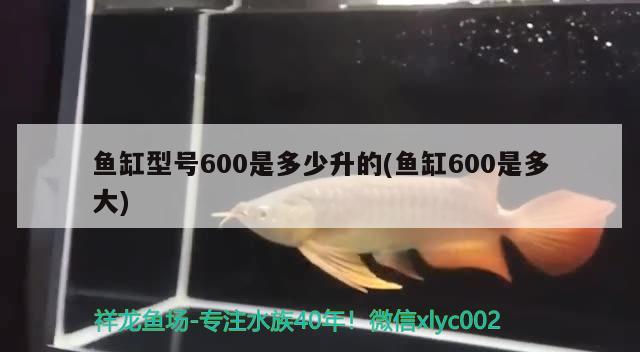 鱼缸型号600是多少升的(鱼缸600是多大)