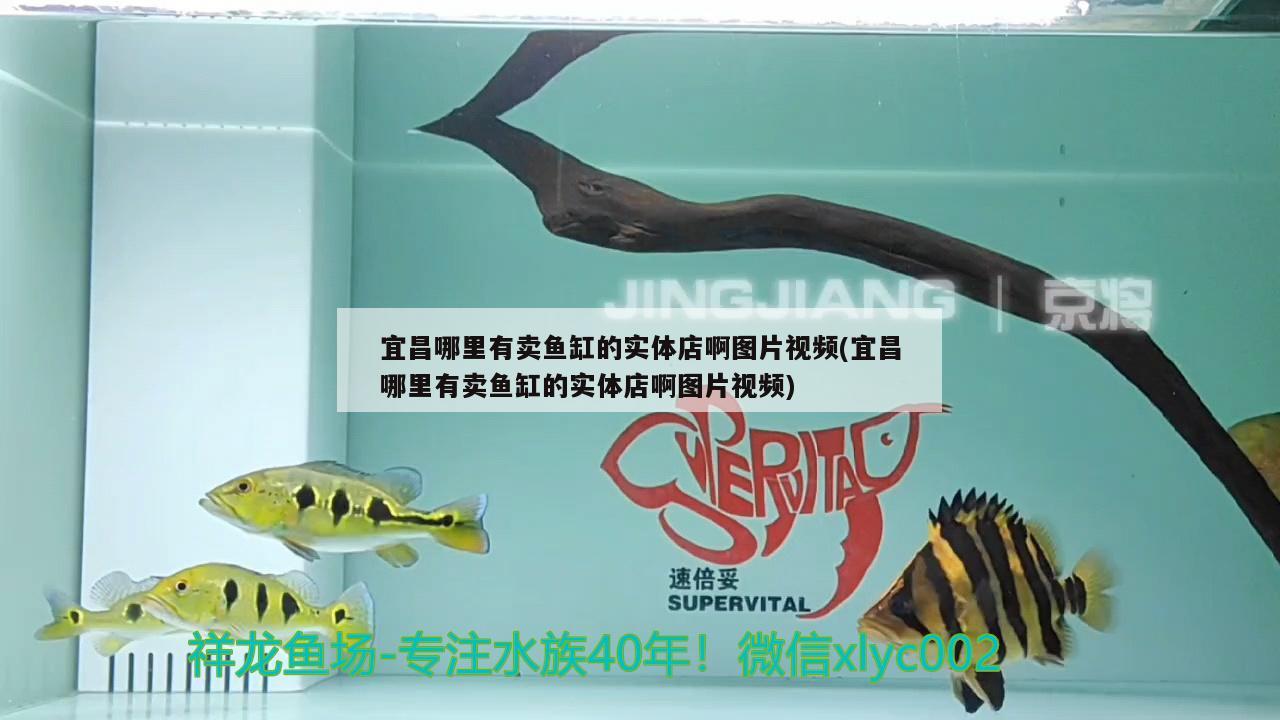 宜昌哪里有卖鱼缸的实体店啊图片视频(宜昌哪里有卖鱼缸的实体店啊图片视频) 飞凤鱼