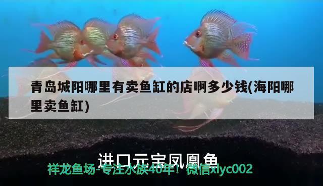 青岛城阳哪里有卖鱼缸的店啊多少钱(海阳哪里卖鱼缸) 黄金鸭嘴鱼