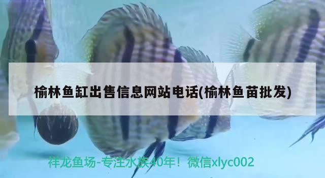 榆林鱼缸出售信息网站电话(榆林鱼苗批发) 赤焰中国虎鱼