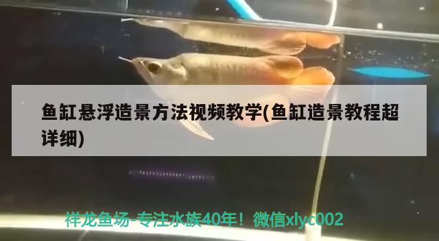 鱼缸悬浮造景方法视频教学(鱼缸造景教程超详细) 赤焰中国虎鱼