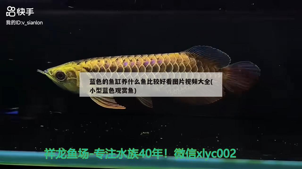蓝色的鱼缸养什么鱼比较好看图片视频大全(小型蓝色观赏鱼) 稀有红龙品种