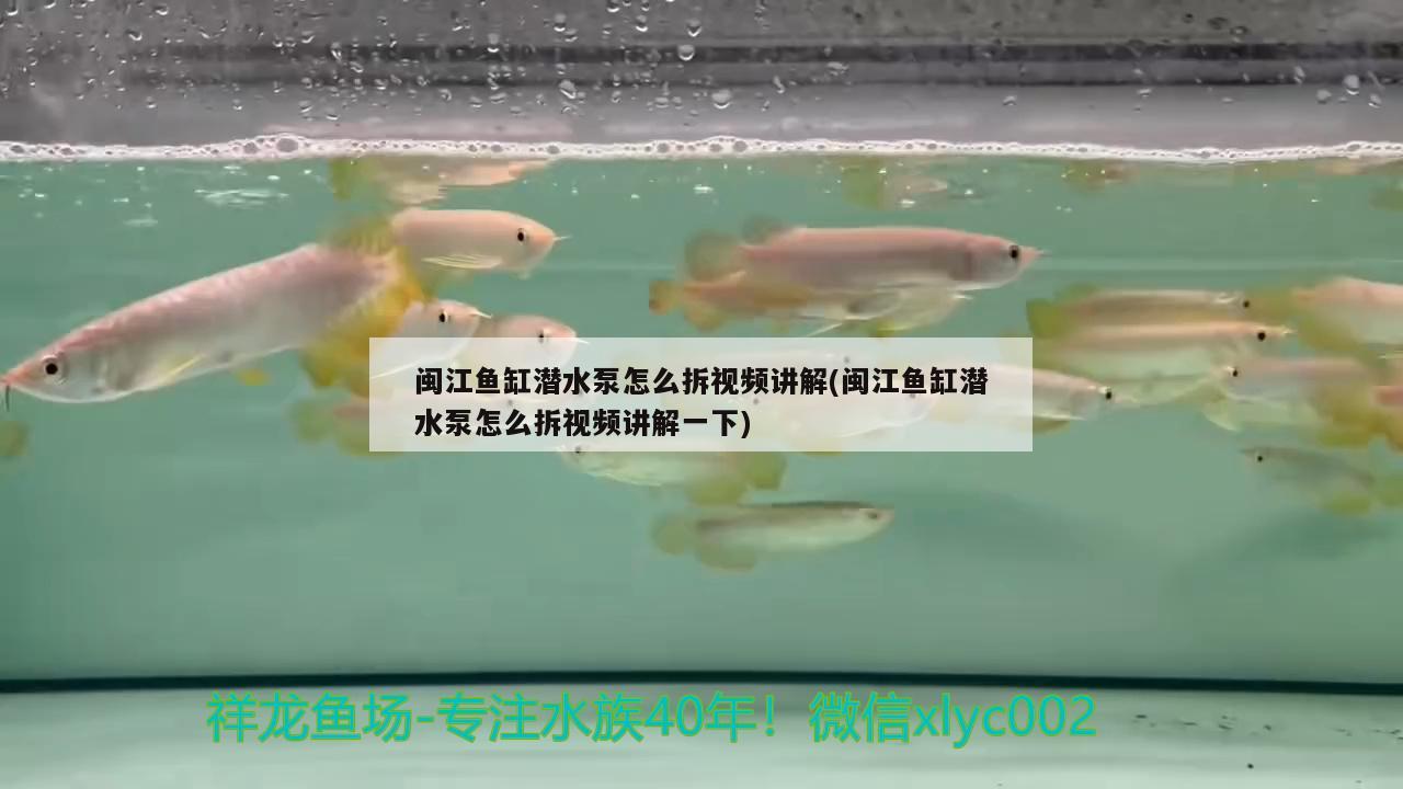 闽江鱼缸潜水泵怎么拆视频讲解(闽江鱼缸潜水泵怎么拆视频讲解一下)