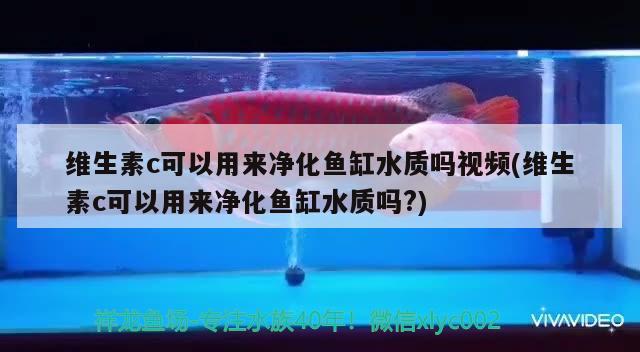 维生素c可以用来净化鱼缸水质吗视频(维生素c可以用来净化鱼缸水质吗?)