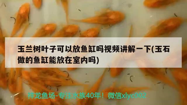 玉兰树叶子可以放鱼缸吗视频讲解一下(玉石做的鱼缸能放在室内吗)