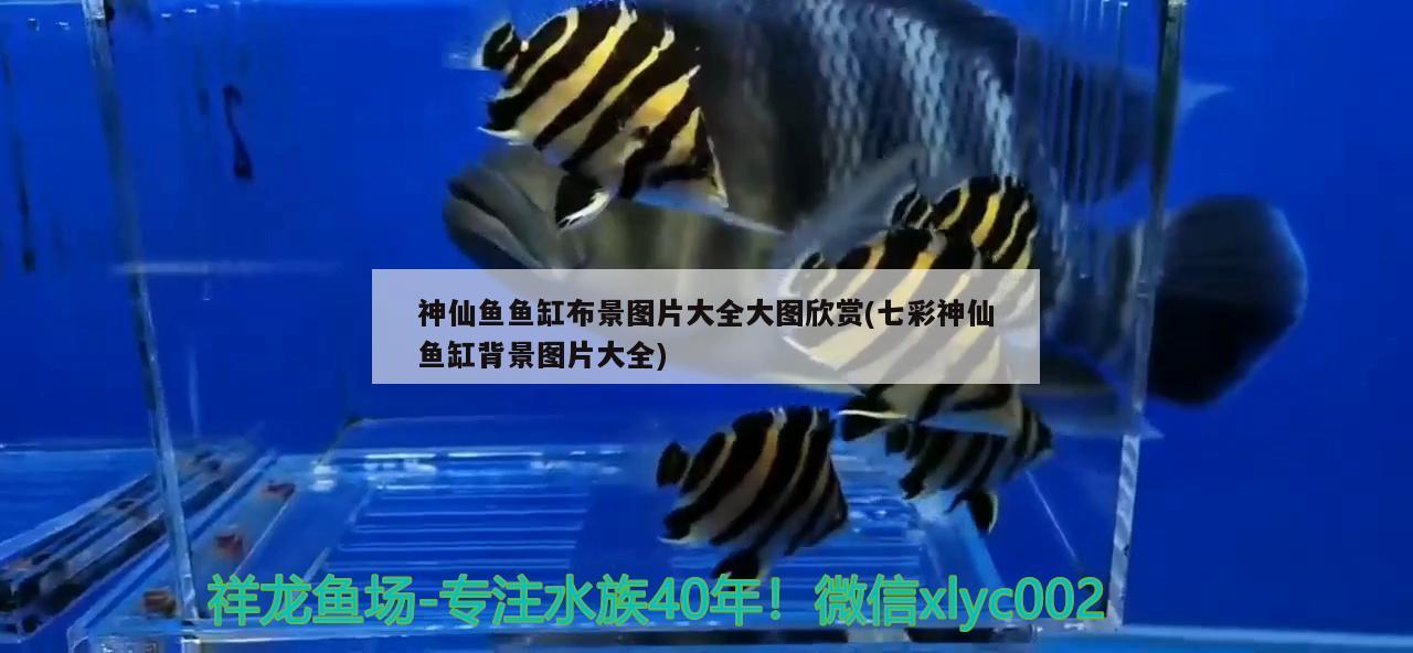 神仙鱼鱼缸布景图片大全大图欣赏(七彩神仙鱼缸背景图片大全)