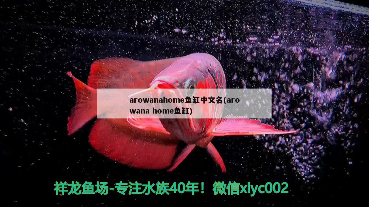 arowanahome鱼缸中文名(arowanahome鱼缸)