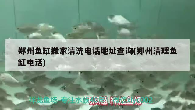 郑州鱼缸搬家清洗电话地址查询(郑州清理鱼缸电话) 虎斑恐龙鱼