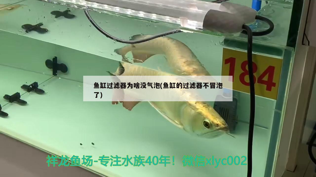 鱼缸过滤器为啥没气泡(鱼缸的过滤器不冒泡了) 绿皮皇冠豹鱼