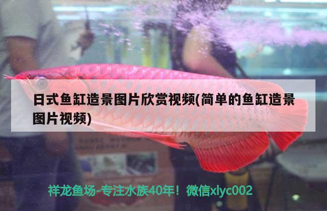 日式鱼缸造景图片欣赏视频(简单的鱼缸造景图片视频)