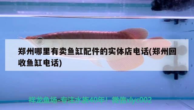 郑州哪里有卖鱼缸配件的实体店电话(郑州回收鱼缸电话) 财神鹦鹉鱼