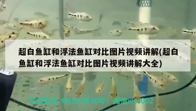 超白鱼缸和浮法鱼缸对比图片视频讲解(超白鱼缸和浮法鱼缸对比图片视频讲解大全) 水温计