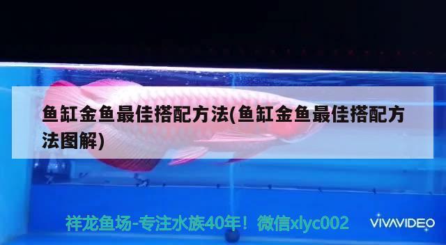 鱼缸金鱼最佳搭配方法(鱼缸金鱼最佳搭配方法图解) 广州观赏鱼鱼苗批发市场
