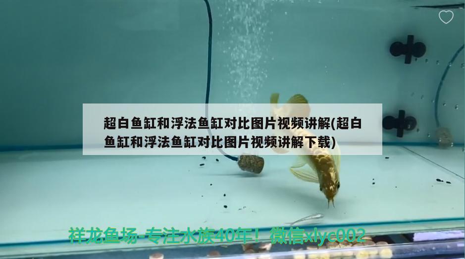超白鱼缸和浮法鱼缸对比图片视频讲解(超白鱼缸和浮法鱼缸对比图片视频讲解下载)