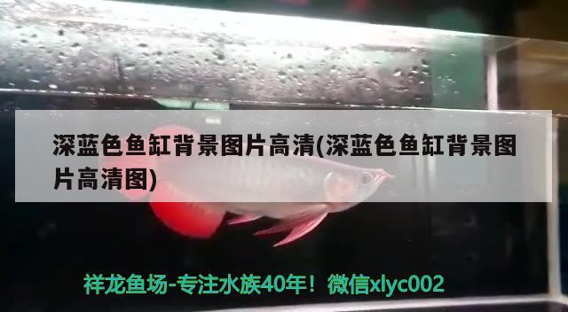 深蓝色鱼缸背景图片高清(深蓝色鱼缸背景图片高清图) 广州龙鱼批发市场