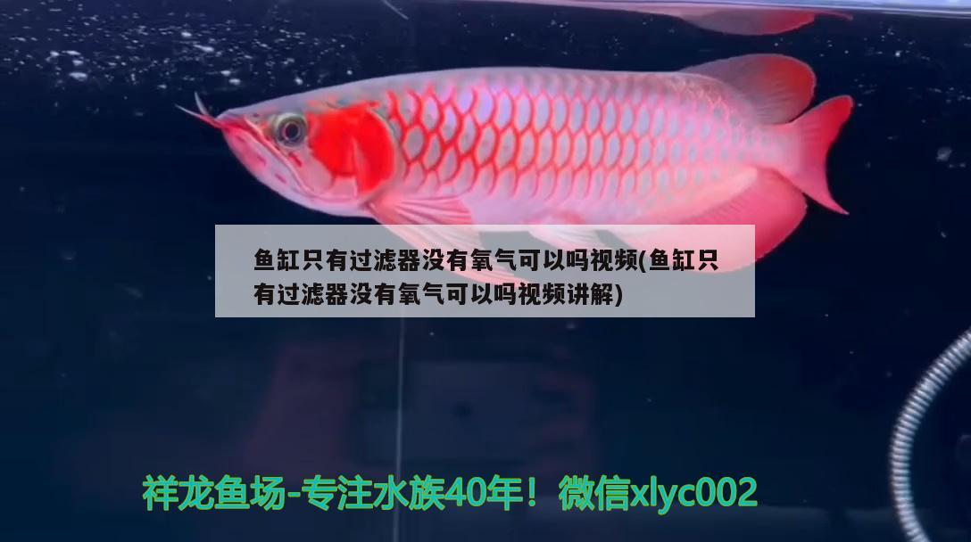 鱼缸只有过滤器没有氧气可以吗视频(鱼缸只有过滤器没有氧气可以吗视频讲解) 广州祥龙国际水族贸易