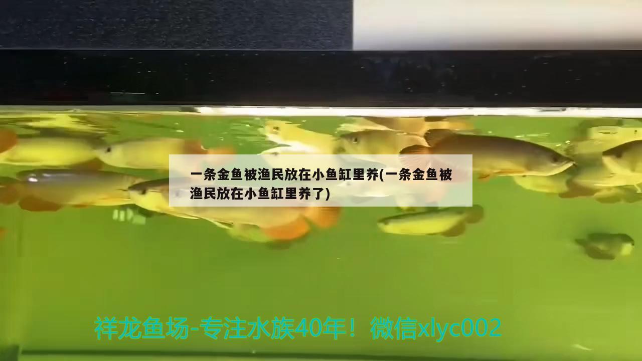 一条金鱼被渔民放在小鱼缸里养(一条金鱼被渔民放在小鱼缸里养了)