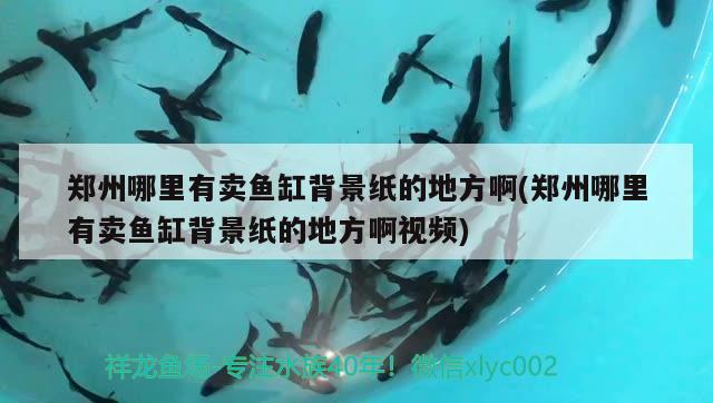 郑州哪里有卖鱼缸背景纸的地方啊(郑州哪里有卖鱼缸背景纸的地方啊视频)