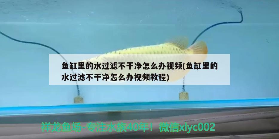 鱼缸里的水过滤不干净怎么办视频(鱼缸里的水过滤不干净怎么办视频教程) 白子金龙鱼