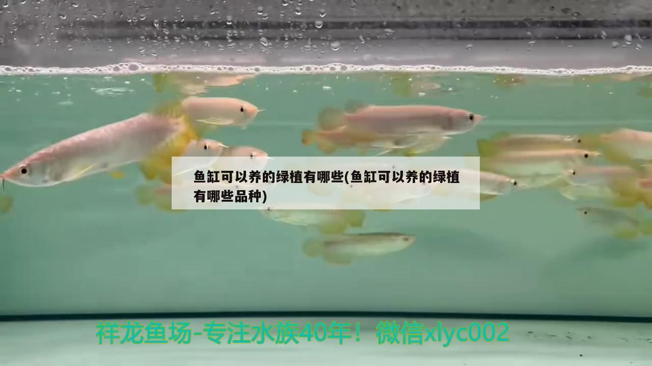 鱼缸可以养的绿植有哪些(鱼缸可以养的绿植有哪些品种)