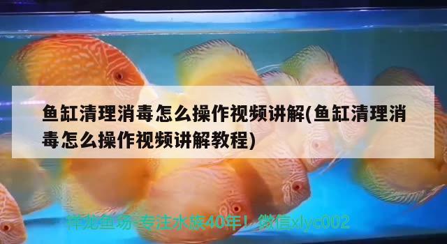 鱼缸清理消毒怎么操作视频讲解(鱼缸清理消毒怎么操作视频讲解教程)
