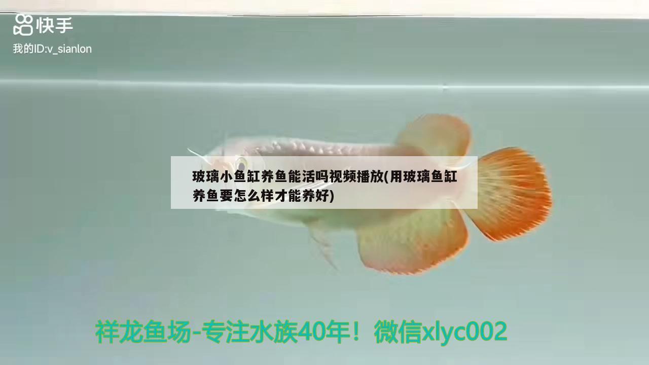 玻璃小鱼缸养鱼能活吗视频播放(用玻璃鱼缸养鱼要怎么样才能养好)