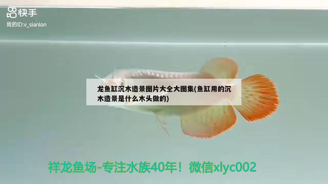 龙鱼缸沉木造景图片大全大图集(鱼缸用的沉木造景是什么木头做的) 肺鱼