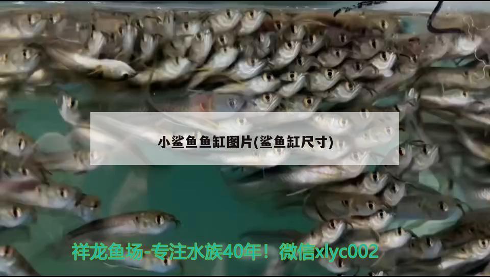 小鲨鱼鱼缸图片(鲨鱼缸尺寸) 印尼虎苗
