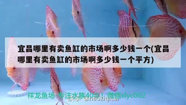 宜昌哪里有卖鱼缸的市场啊多少钱一个(宜昌哪里有卖鱼缸的市场啊多少钱一个平方) 广州水族器材滤材批发市场
