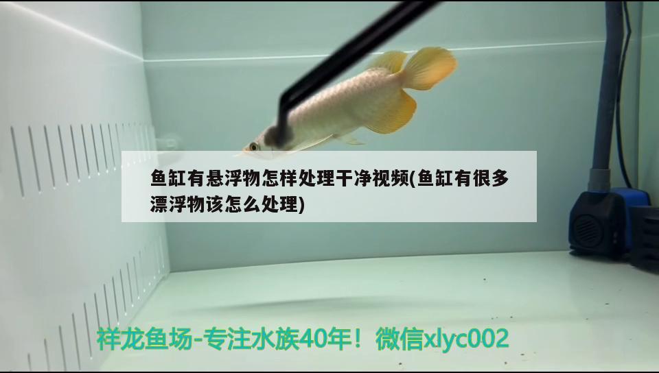 鱼缸有悬浮物怎样处理干净视频(鱼缸有很多漂浮物该怎么处理) 绿皮皇冠豹鱼