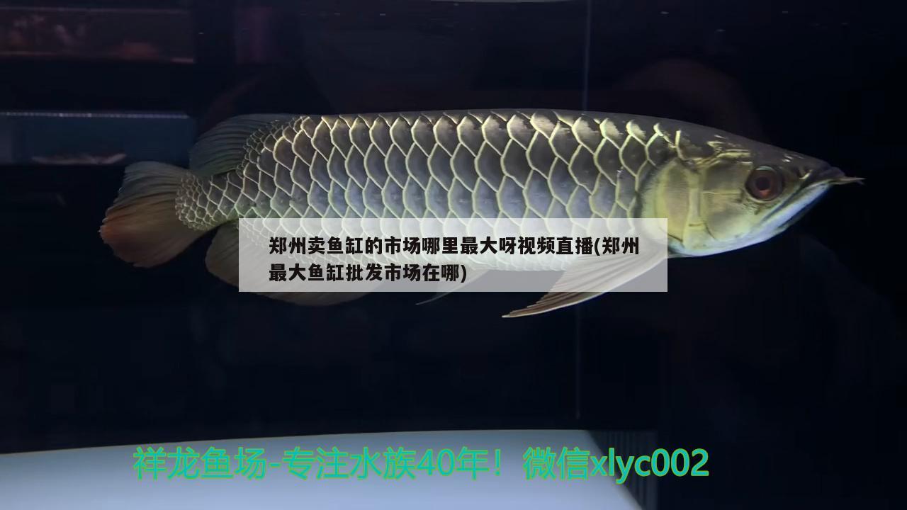 郑州卖鱼缸的市场哪里最大呀视频直播(郑州最大鱼缸批发市场在哪)