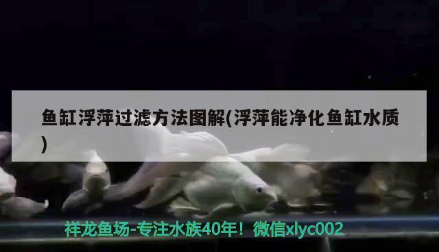 鱼缸浮萍过滤方法图解(浮萍能净化鱼缸水质) 广州水族器材滤材批发市场