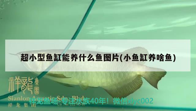 超小型鱼缸能养什么鱼图片(小鱼缸养啥鱼) 广州水族批发市场