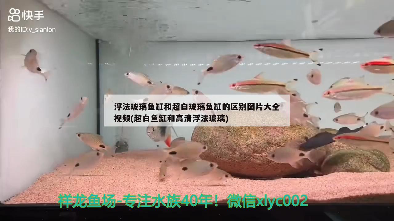 浮法玻璃鱼缸和超白玻璃鱼缸的区别图片大全视频(超白鱼缸和高清浮法玻璃)