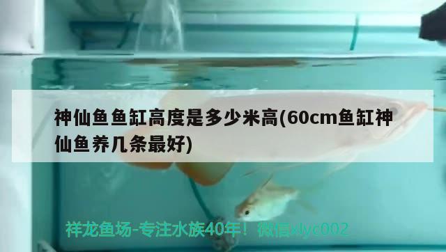 神仙鱼鱼缸高度是多少米高(60cm鱼缸神仙鱼养几条最好)