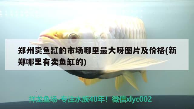 郑州卖鱼缸的市场哪里最大呀图片及价格(新郑哪里有卖鱼缸的)