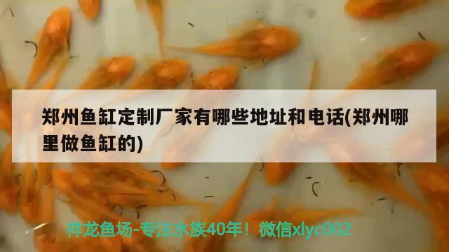 郑州鱼缸定制厂家有哪些地址和电话(郑州哪里做鱼缸的)