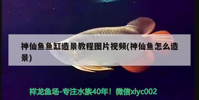神仙鱼鱼缸造景教程图片视频(神仙鱼怎么造景)