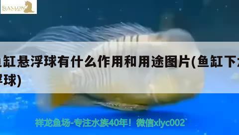 鱼缸悬浮球有什么作用和用途图片(鱼缸下水浮球) 泰国虎鱼
