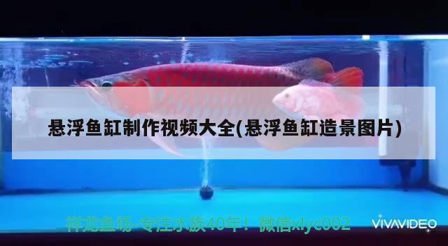 悬浮鱼缸制作视频大全(悬浮鱼缸造景图片)