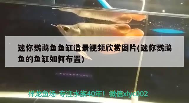 迷你鹦鹉鱼鱼缸造景视频欣赏图片(迷你鹦鹉鱼的鱼缸如何布置) 鹦鹉鱼