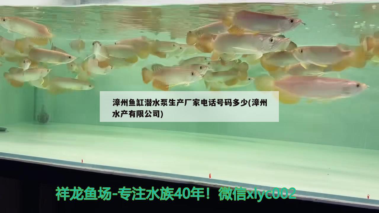 漳州鱼缸潜水泵生产厂家电话号码多少(漳州水产有限公司)