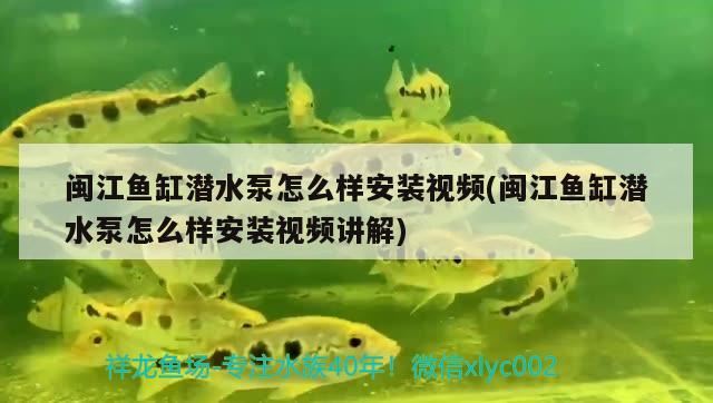 闽江鱼缸潜水泵怎么样安装视频(闽江鱼缸潜水泵怎么样安装视频讲解)
