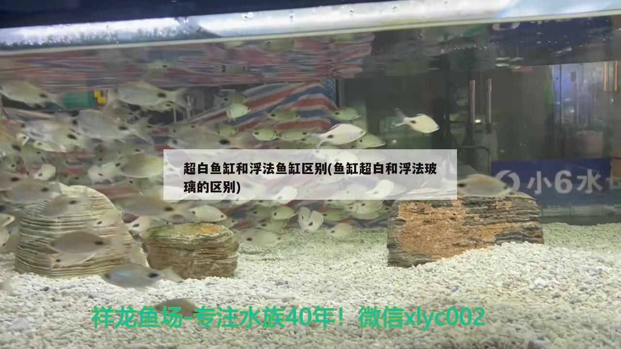 超白鱼缸和浮法鱼缸区别(鱼缸超白和浮法玻璃的区别)