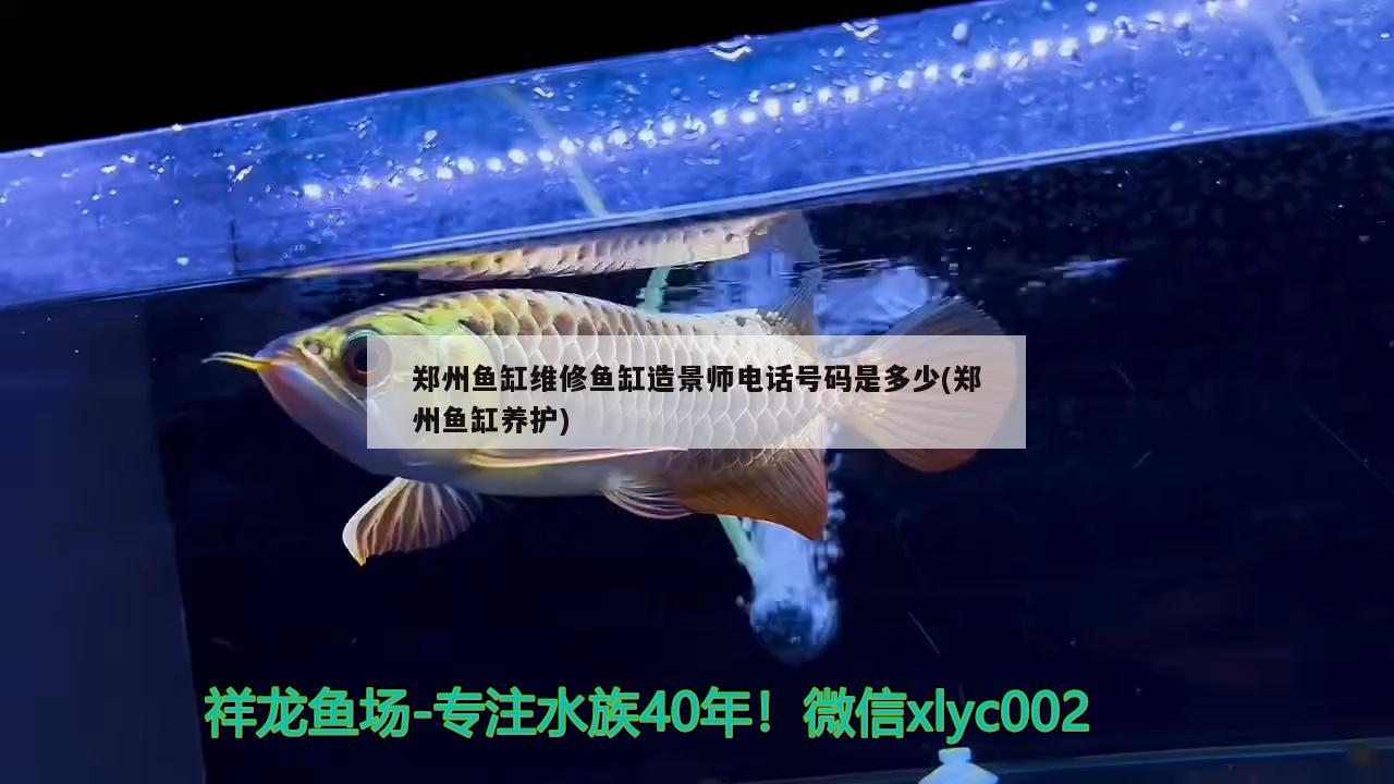 郑州鱼缸维修鱼缸造景师电话号码是多少(郑州鱼缸养护)