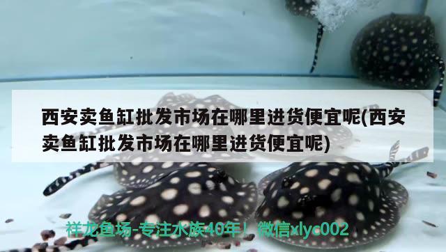 西安卖鱼缸批发市场在哪里进货便宜呢(西安卖鱼缸批发市场在哪里进货便宜呢) 黄金眼镜蛇雷龙鱼