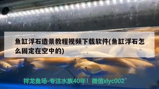 鱼缸浮石造景教程视频下载软件(鱼缸浮石怎么固定在空中的)