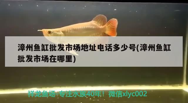 漳州鱼缸批发市场地址电话多少号(漳州鱼缸批发市场在哪里) 养鱼知识